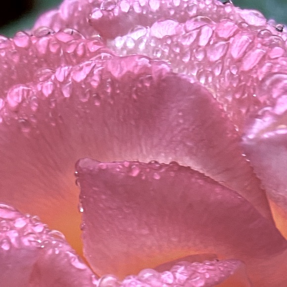 Meet your Posher, Jasmine - Picture 1 of 1